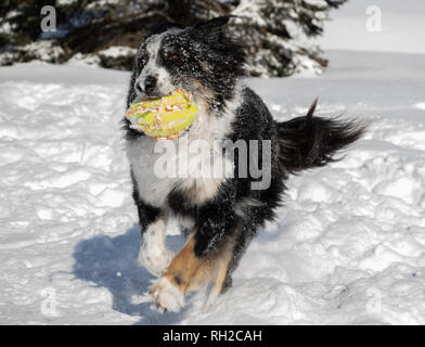 The dog is running through deep fluffy snow with his ball. Stock Photo