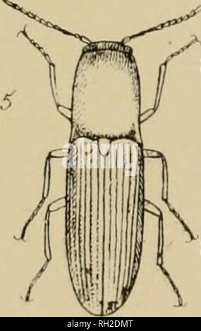 . The British Coleoptera delineated, consisting of figures of all the genera of British beetles. Beetles. . Please note that these images are extracted from scanned page images that may have been digitally enhanced for readability - coloration and appearance of these illustrations may not perfectly resemble the original work.. Shuckard, William Edward, 1802-1868; Spry, W. London : H. G. Bohn Stock Photo