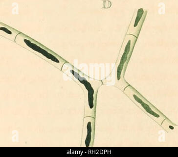 . British Confervæ; or , Colored figures and descriptions of the ...