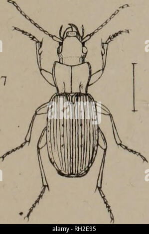 . The British Coleoptera delineated, consisting of figures of all the genera of British beetles. Beetles. . Please note that these images are extracted from scanned page images that may have been digitally enhanced for readability - coloration and appearance of these illustrations may not perfectly resemble the original work.. Shuckard, William Edward, 1802-1868; Spry, W. , illus. London, W. Crofts Stock Photo