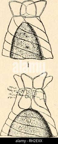 . The British Charophyta. Characeae -- Great Britain. 54 BRITISH CHAROPHYTA. the spiral-cells are abruptly narrowed on their inner side, leaving a cavity (Fig. 23 i, ii). Below this the spiral-cells become tumid, leaving only a narrow channel between them, leading to a second cavity situated immediately above the oosphere (Fig. 23 ii). The upper part of the spiral-cells lengthens, forming a neck above the oosphere and under the coronula, in the process of which the outer layer of the cell- membrane splits transversely, leaving a jagged edge. Please note that these images are extracted from sca Stock Photo