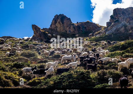 A herd of goats is grazing on the pastures of the upper Naar Khola valley Stock Photo