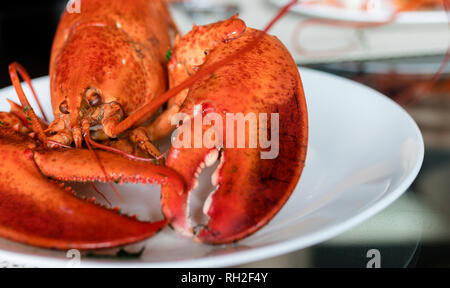 A delicious boiled Red Lobster on a white plate Stock Photo