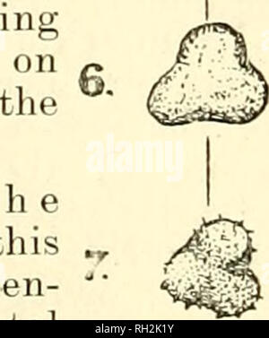 . British bee journal &amp; bee-keepers adviser. Bees. 82 THE BRITISH BEE JOUENAL. [Feb. 29, 1912. InW^ter. kets of our large towns and cities, and in its cultivated state is known to all. Very few, however, have seen it in its natural habitat, many not even know that it is one of our wild flowers. As its popular name implies it will be found growing on walls, and is frequently met with on the stone walls which divide the fields in Derliyshire and other counties further North, where we should expect the lack of earth and moisture, the scorching rays of the sun, and the fierce winds would rende Stock Photo