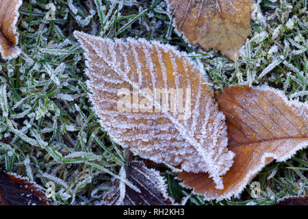 Close-up of a frosted deciduous leaf lying on the grass in winter Stock Photo