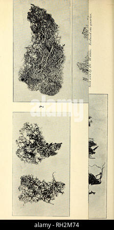 . The Bryologist. Mosses; Liverworts; Lichens; Botany; Bryology. . Please note that these images are extracted from scanned page images that may have been digitally enhanced for readability - coloration and appearance of these illustrations may not perfectly resemble the original work.. Grout, A. J. (Abel Joel), b. 1867; Smith, Annie Morrill; Jennings, Otto Emery, 1877-; American Bryological and Lichenological Society; American Bryological Society. St. Louis, Mo. [etc. ] American Bryological and Lichenological Society Stock Photo