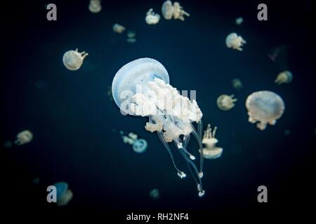 Jellyfish with white dots, root mouth jellyfish (Phyllorhiza punctata), dark background, occurrence Pacific, Aquarium Vancouver Stock Photo