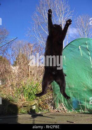 Black cat jumping in garden Stock Photo