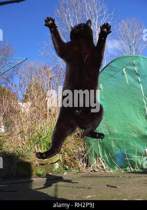 Black cat jumping in garden Stock Photo