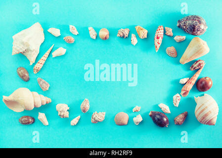 Different sea shells on blue background. Top view flat lay Stock Photo