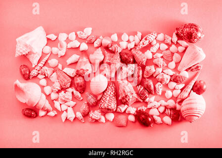 Different sea shells on live coral background. Top view flat lay Stock Photo