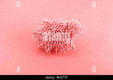 Sea coral on pink background. Top view copy space Stock Photo
