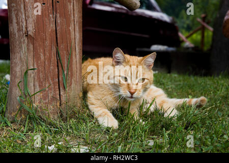 The cat lies on the grass. A rural domestic cat resting after eating. Moggy cat is lying under a tree. Stock Photo