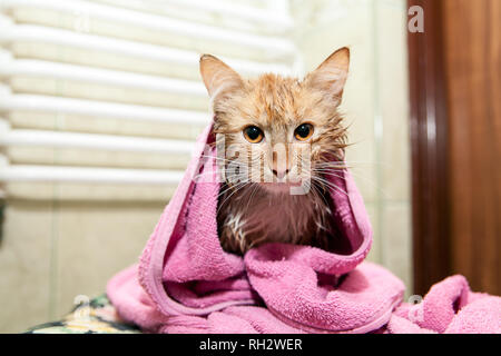 Cute wet cat after a bath. Kitten wrapped in a towel. Dissatisfied pet after a bath Stock Photo