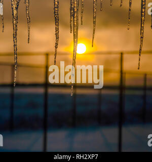 Sparkling icicles against the golden setting sun Stock Photo