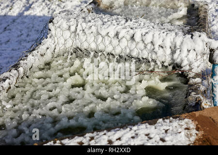 PEAT LANE, NIDDERDALE, HARROGATE, N YORKS, UK, 30th Jan 2019. Thick ice on drinking trough causes problems for animals on smallholding at 900ft Stock Photo