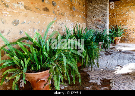 Potted green plants - Old World Forkedfern (Dicranopteris linearis) at ancient wall in a beautiful small courtyard of Alhambra, Granada, Spain Stock Photo