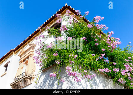 A whitewashed house with abundance of potted cascading pink flowers on the balcony (Zimbabwe Creeper - Podranea ricasoliana) in Granada, Spain Stock Photo