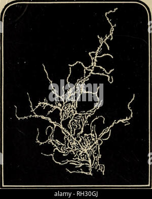 . British marine algae : being a popular account of the seaweeds of Great Britain, their collection and preservation. Marine algae. Fig. 134. Branch of Helminthora divaricata.. Please note that these images are extracted from scanned page images that may have been digitally enhanced for readability - coloration and appearance of these illustrations may not perfectly resemble the original work.. Grattann, W. H. London : The &quot;Bazaar&quot; Office Stock Photo