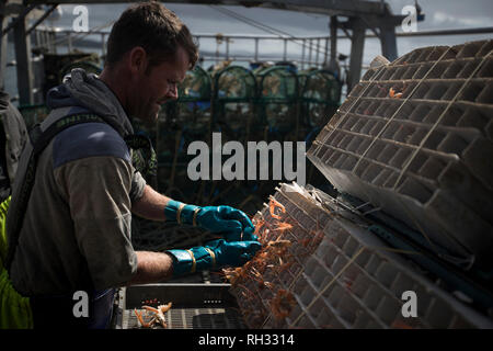 A member of the crew on the My Tara working putting freshly-caught prawns in boxes on the boat off the island of Luing in Argyll and Bute on Scotland's west coast. The My Tara is owned and skippered by Neil MacQueen from Luing, who has been fishing the waters all his working life for lobster, crabs and prawns. Stock Photo