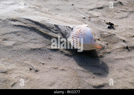 Seashells on the beach near Fort Morgan, Alabama. Close up shows patterns in the sand caused by wind and water erosion. Stock Photo