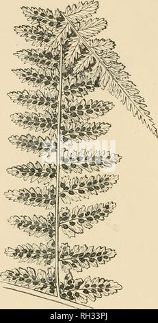 . British ferns and their varieties. Ferns. 82 BRITISH FERNS. Vig. 47. A/hyritii/i /ilix-ftvi/n'/ia (^t'mna), ATHYRIUM FILIX-F(EMINA (The Lady Fern) (Plate VIII) This species, which ranks among the most beautiful of our native ones, was named by the old botanists long before the actual life history of the Ferns had been worked out and their peculiar method of reproduction ascertained. The botanical name given is a mixture of Greek and Latin, of which the popular name of Lady Fern, a polite equivalent of the Female Fern, is a true translation. Obviously the species was so christened owing to it Stock Photo