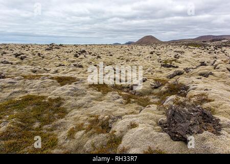 Icelandic nature landscape scenery white moss in summer Stock Photo