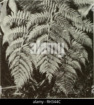 . The British fern gazette. Ferns. 326 BRITISH FERN GAZETTE: VOLUME 10 PART 6 (1973) Asplenium trichomanes L. o / L, M / F More drought resistant than A. monanthes, but more sensitive than A. billotii, although it may grow with both of them. We saw it on walls with and without any influence of lime. Carvalho e Vasconcellos (1968) quotes the subsp. quadrivalens D.E. Meyer for Sao Miguel and for Sao Jorge the subsp. trichomanes. Whereas some plants correspond in appearance to central-European subsp. quadrivalens, most specimens differ by brightness, longer pinnae and stronger teeth. We did not s Stock Photo