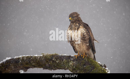 Eurasian Buzzard on moss covered branch in winter in snowfall Stock Photo