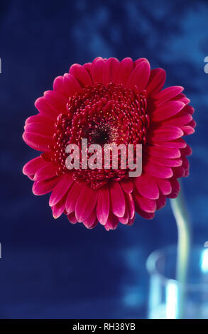Close up of red Gerbera flower against blue background Stock Photo
