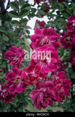 Rosa cv. Gruss an Freundorf; Rosaceae; shurb; Hybrid Wichurana, Rambler; flower semi-double Crimson, white center. Stock Photo