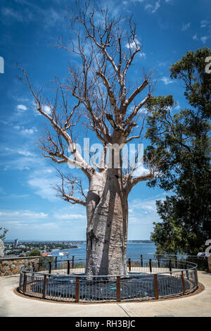 Adansonia digitata alias Baobab tree without leafs in Kingspark of Perth in Western Australia Stock Photo