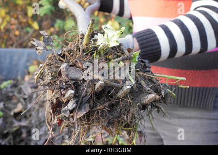 Female gardener turns,compost heap pile to loosen mixture and aid aeration in kitchen garden, UK Stock Photo
