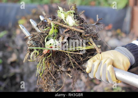 Female gardener turns,compost heap pile to loosen mixture and aid aeration in kitchen garden, UK Stock Photo