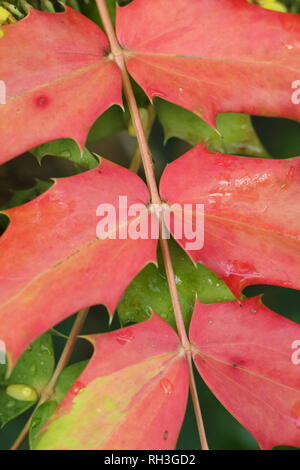 Mahonia x media 'Winter Sun' leaves, November, UK. Also called Oregon Grape 'Winter Sun'. Stock Photo