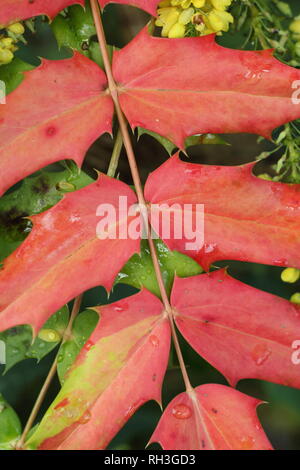 Mahonia x media 'Winter Sun' leaves, November, UK. Also called Oregon Grape 'Winter Sun'. Stock Photo