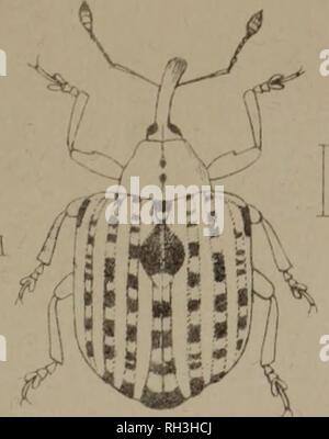 . The British Coleoptera delineated, consisting of figures of all the genera of British beetles. Beetles. . Please note that these images are extracted from scanned page images that may have been digitally enhanced for readability - coloration and appearance of these illustrations may not perfectly resemble the original work.. Shuckard, William Edward, 1802-1868; Spry, W. , illus. London, W. Crofts Stock Photo