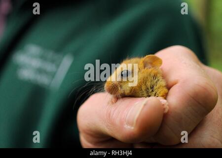 Hazel dormouse (Muscardinus avellanarius) held in the hand during a reintroduction into coppiced woodland, Nottinghamshire, UK. Stock Photo