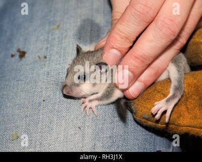 Young Edible / Fat Dormouse (Glis glis) being weighed in woodland where this European species has become established, Buckinhhamshire, UK Stock Photo