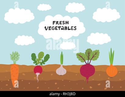 Fresh organic vegetable garden on blue sky background. Set vegetables plant growing underground carrot, onion, garlic, radish, beet. Stock Vector