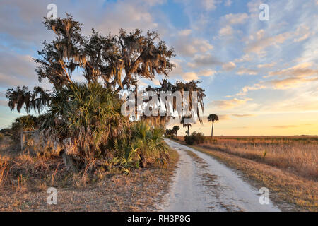 Water oak and palm trees at Kissimmee Prairie Preserve State Park Stock Photo