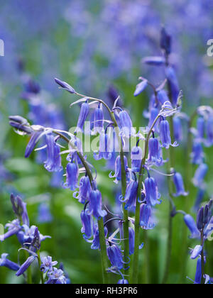 Macro of a clump of wild English bluebells in natural woodland in Hertfordshire.Hyacinthoides non-scripta close-up portrait view. Stock Photo