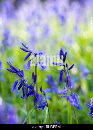 Wild English Bluebells close up. Delicate background and almost shimmering in their freshness in a Herrtfordshire woodland. Stock Photo