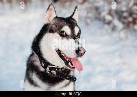 Portrait of Siberian Husky in snow winter forest Stock Photo