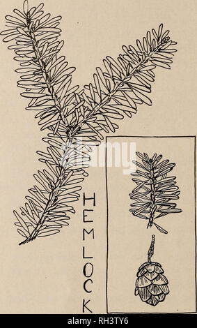. Brief instructions to Massachusetts Forest Wardens. Forests and forestry; Forestry law and legislation. 28 The Spruces (Picea). In their general aspect the spruce trees are similar, being conical in outline and having rather short, four-sided leaves, which spread in all directions on the branches, although they. commonly project upward in a manner that gives them a brush-like effect. Leaf buds scaly and generally more or less resinous. Norway Spruce (Picea excelsa).—•. Distinguished by the large cones, 4 or 5 inches long, and the drooping position of the smaller branches. An introduced speci Stock Photo