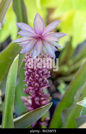 Pinapple Lily plant Stock Photo