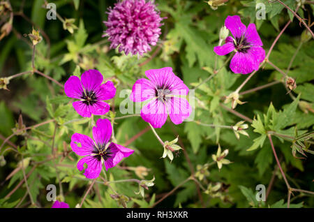 Magenta pink flowers on geranium maderense in an English garden in July in UK Stock Photo