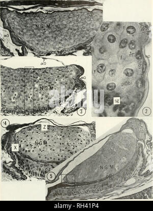 . Breviora. 1968 GEKKONID SKIN GLANDS 27. PLATE. Please note that these images are extracted from scanned page images that may have been digitally enhanced for readability - coloration and appearance of these illustrations may not perfectly resemble the original work.. Harvard University. Museum of Comparative Zoology. Cambridge, Mass. , Museum of Comparative Zoology, Harvard University Stock Photo