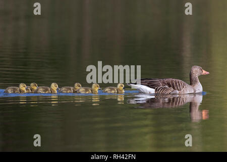 Greylag goose (Anser anser) mother swimming with row of goslings / chicks behind her in lake in spring Stock Photo