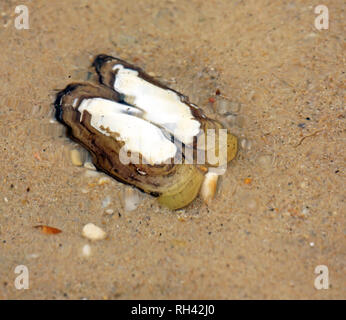 opened dead clam shell on sandy bottom under rippled water Stock Photo